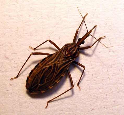 Chagas-Disease-aids.jpeg