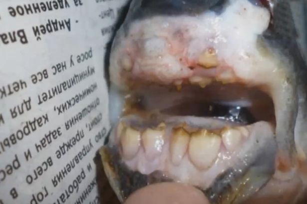 Fish with HUMAN TEETH caught in Russia – Atlnightspots