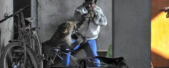 Leopard Breaks Into House,Rips Off 1 Man’s Scalp & Mauls 2 Others ...
