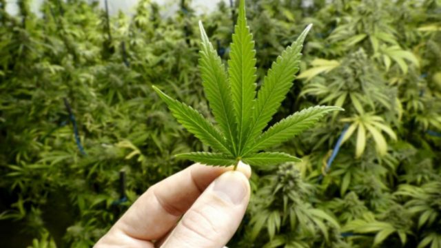 marijuana-leaf