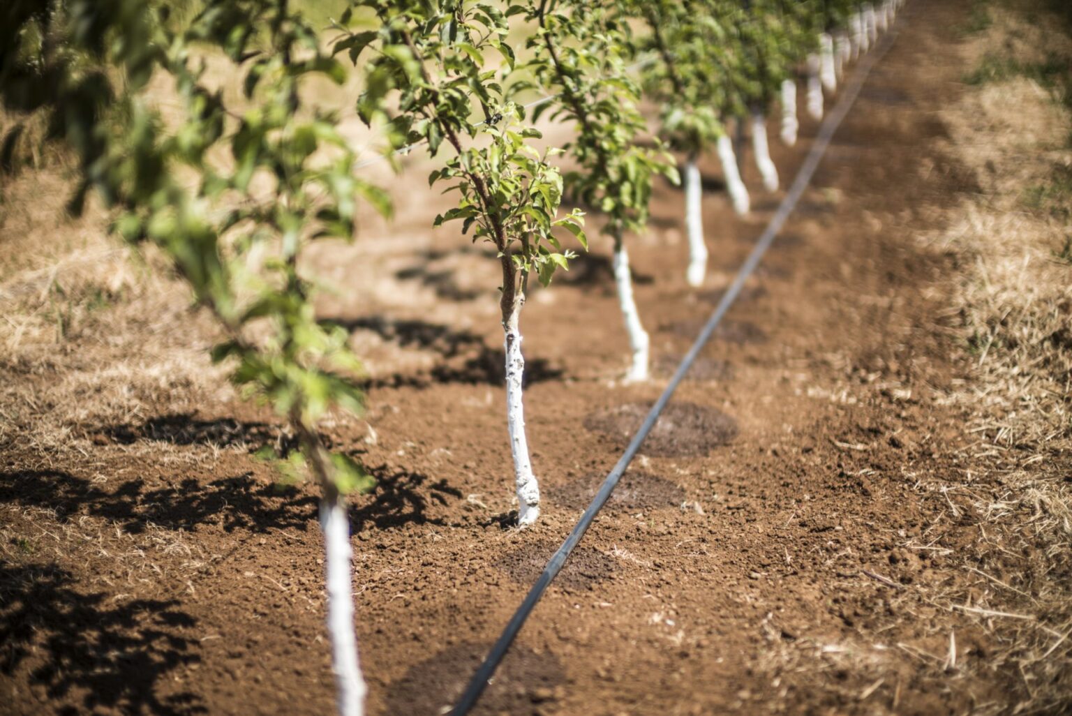 Advantages of Drip Irrigation in the Contemporary Society - Atlanta