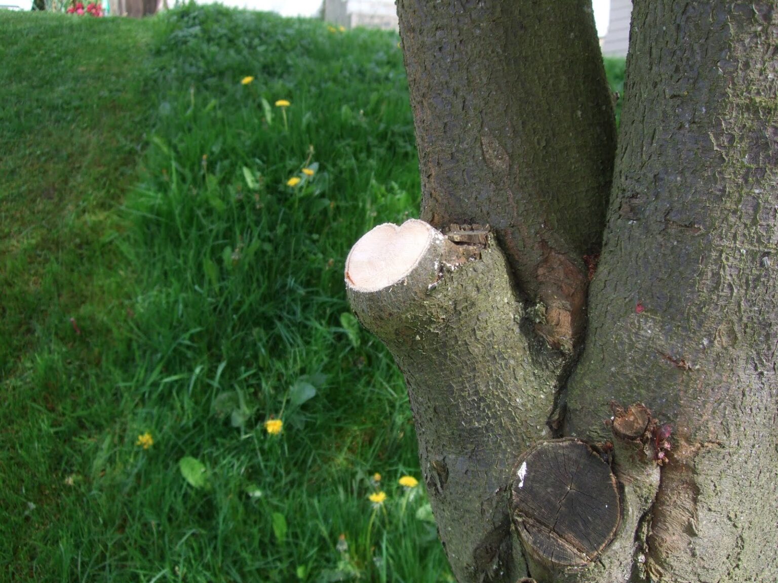 Things to Know About Spring Tree Trimming Atlanta Celebrity News