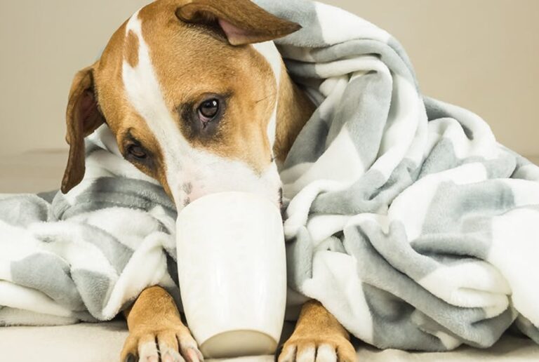 What Foods Are Toxic For Your Dog? Atlanta Celebrity News