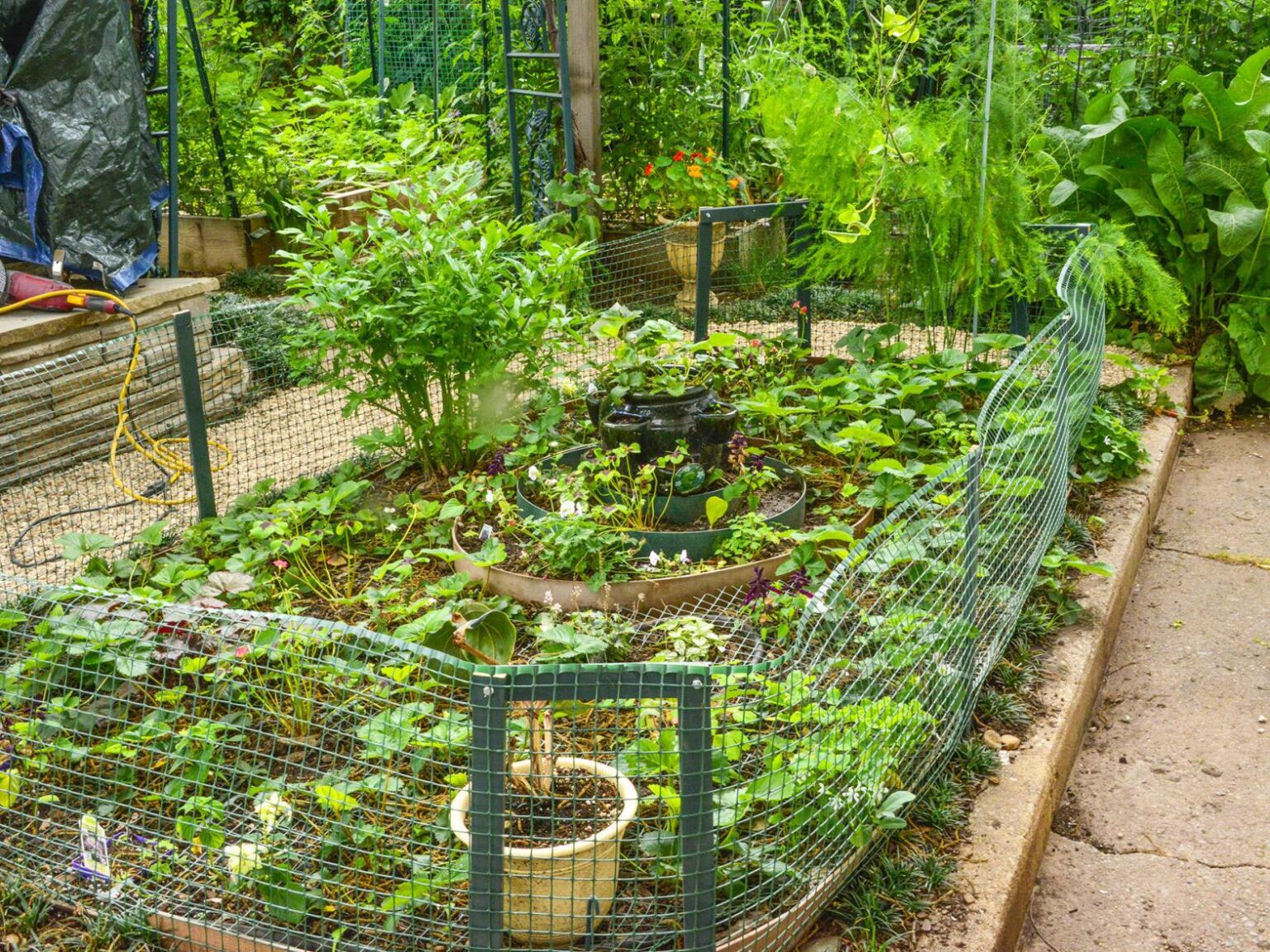 6 DIY Ways to Keep Birds Away From Your Backyard 2024 Guide Atlanta