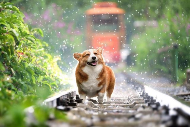 CBD Oil For Dogs