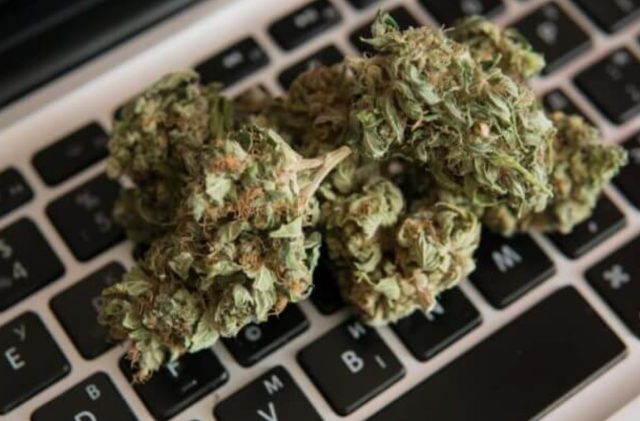 7 Tips To Safely Buy Cheap Marijuana Seeds Online ...