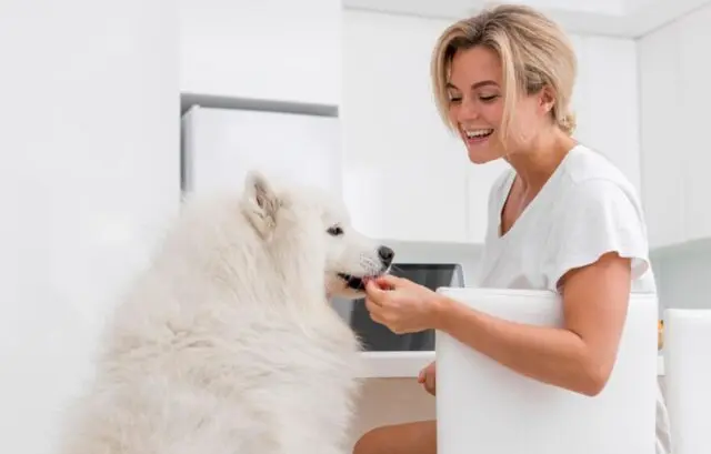 Dog Grooming Appointment
