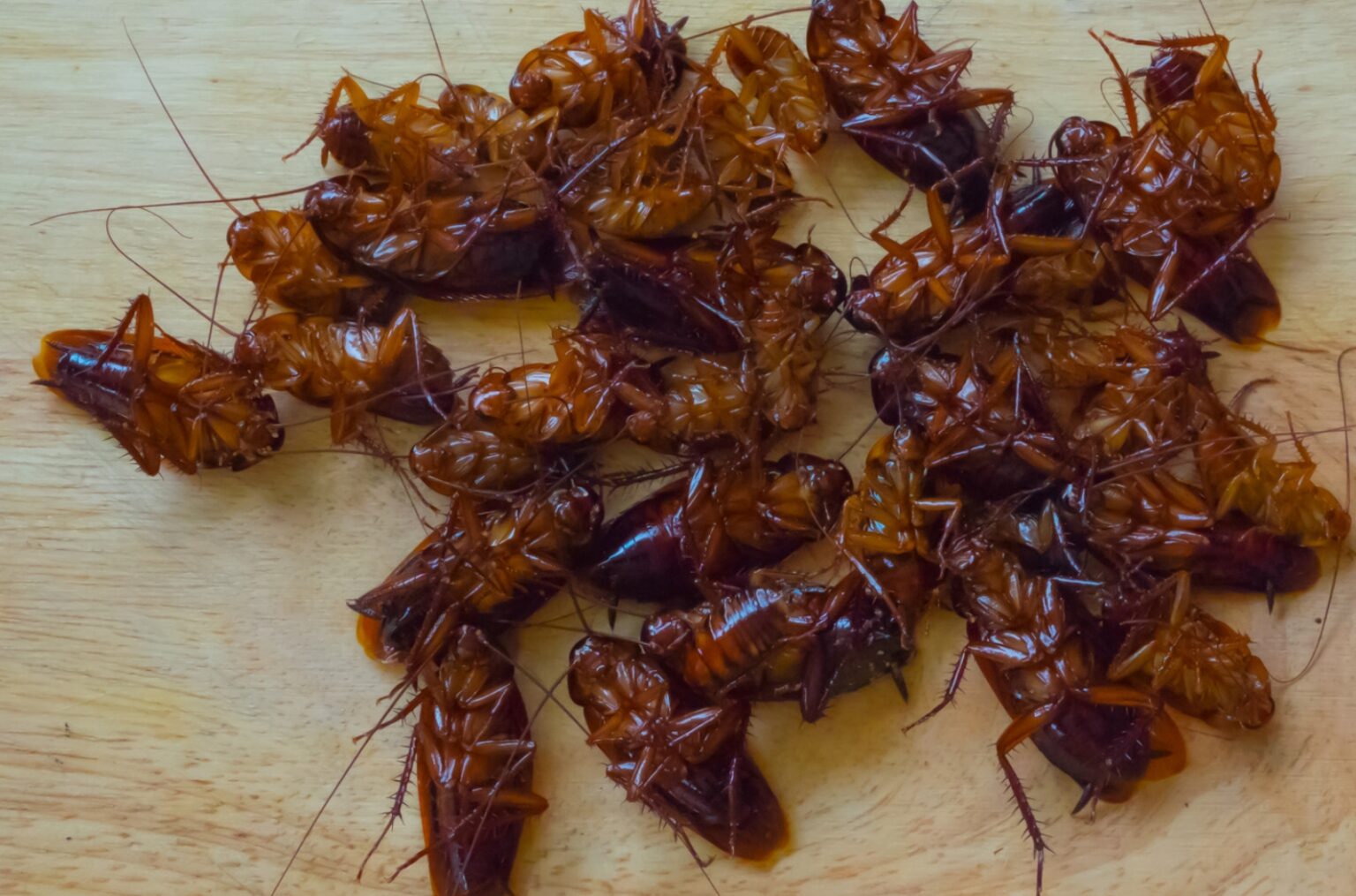 Everything You Need to Know About Cockroaches and How To Keep Them Out