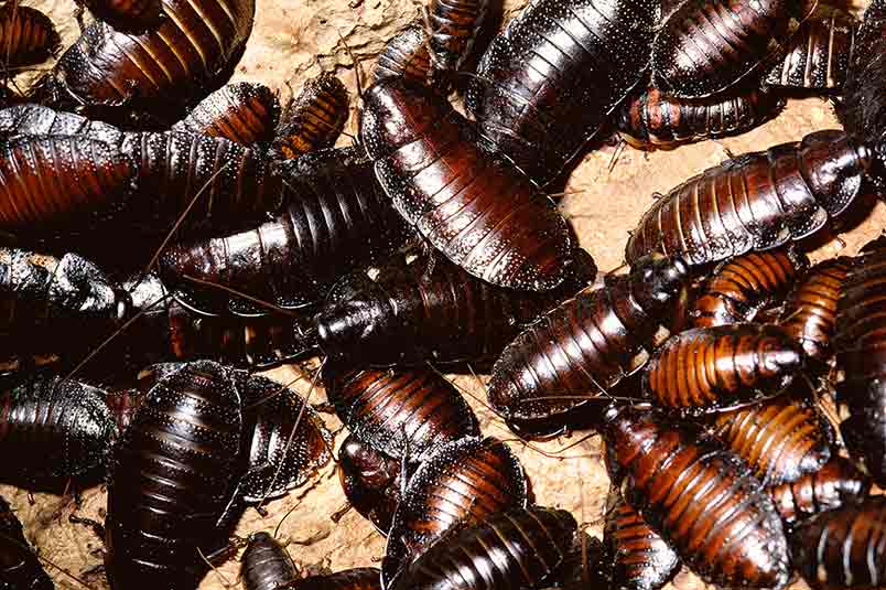 Everything You Need to Know About Cockroaches and How To Keep Them Out